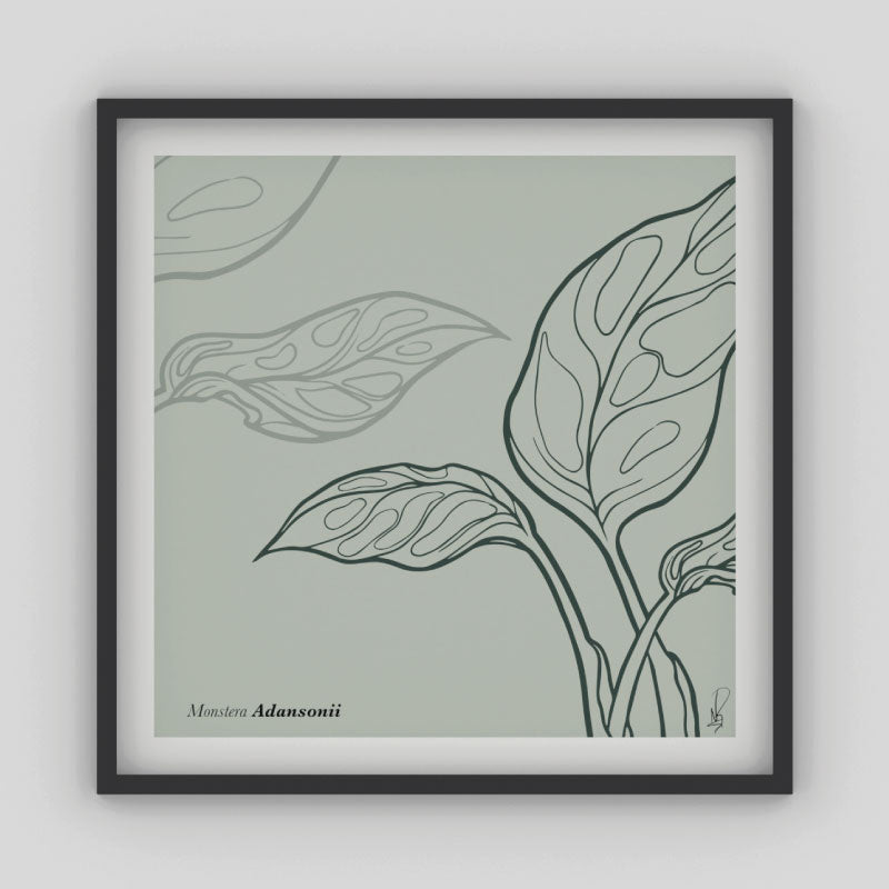 Cuadro Monstera Adansonii (Dark sea green) por Nicolás Romero - Medular Diseño Cuadros