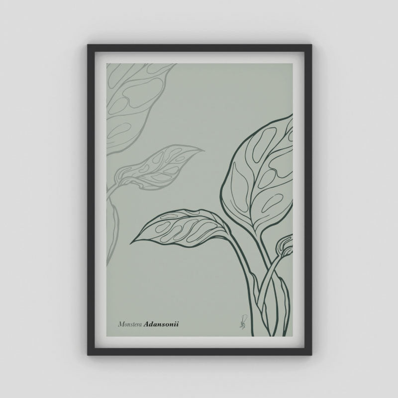 Cuadro Monstera Adansonii (Dark sea green) por Nicolás Romero